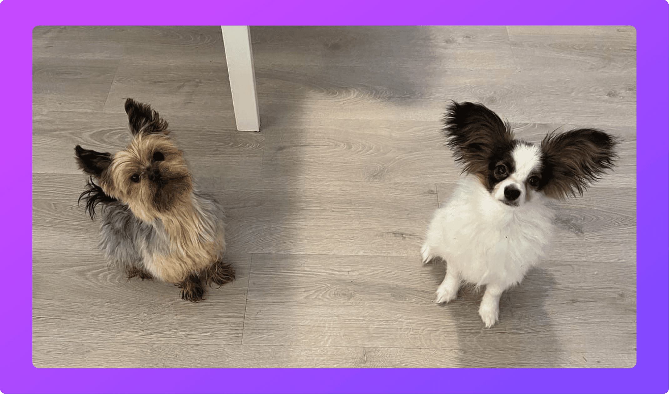 two small cute dogs with large ears