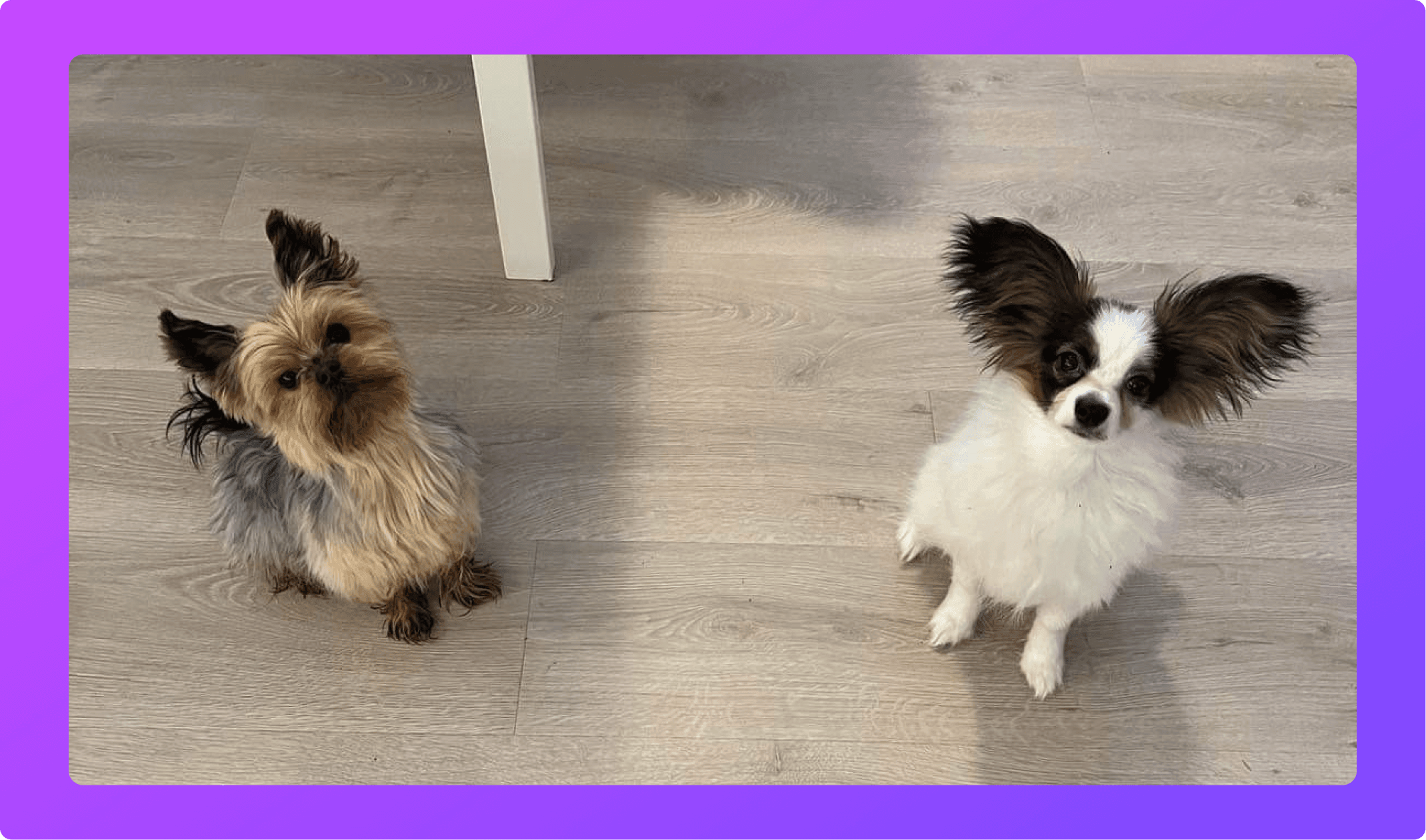 two small cute dogs with large ears