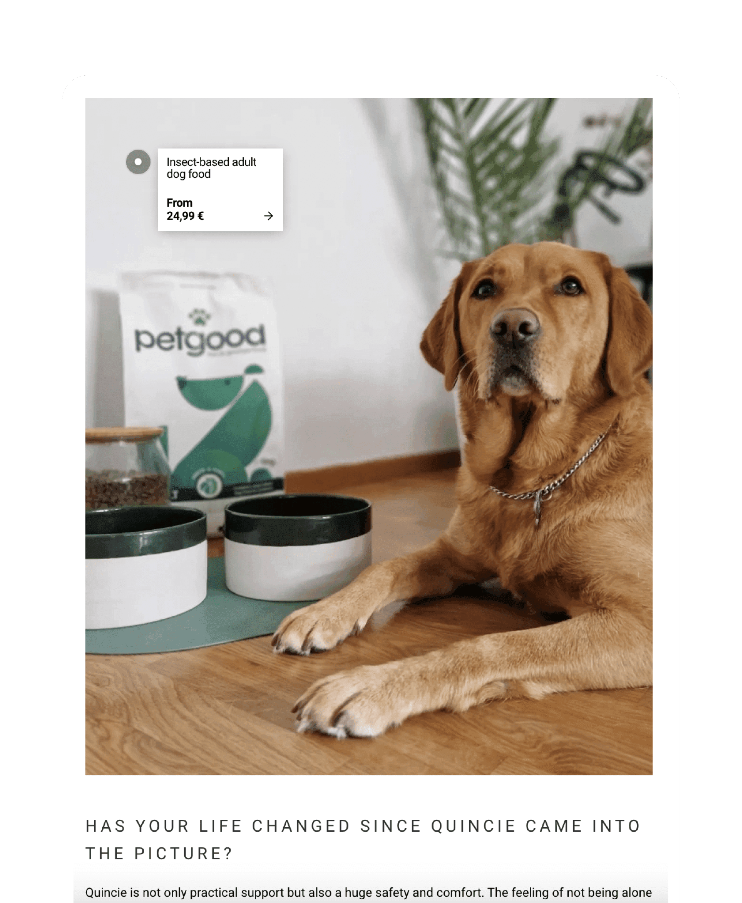 a dog with a bowl and dog food