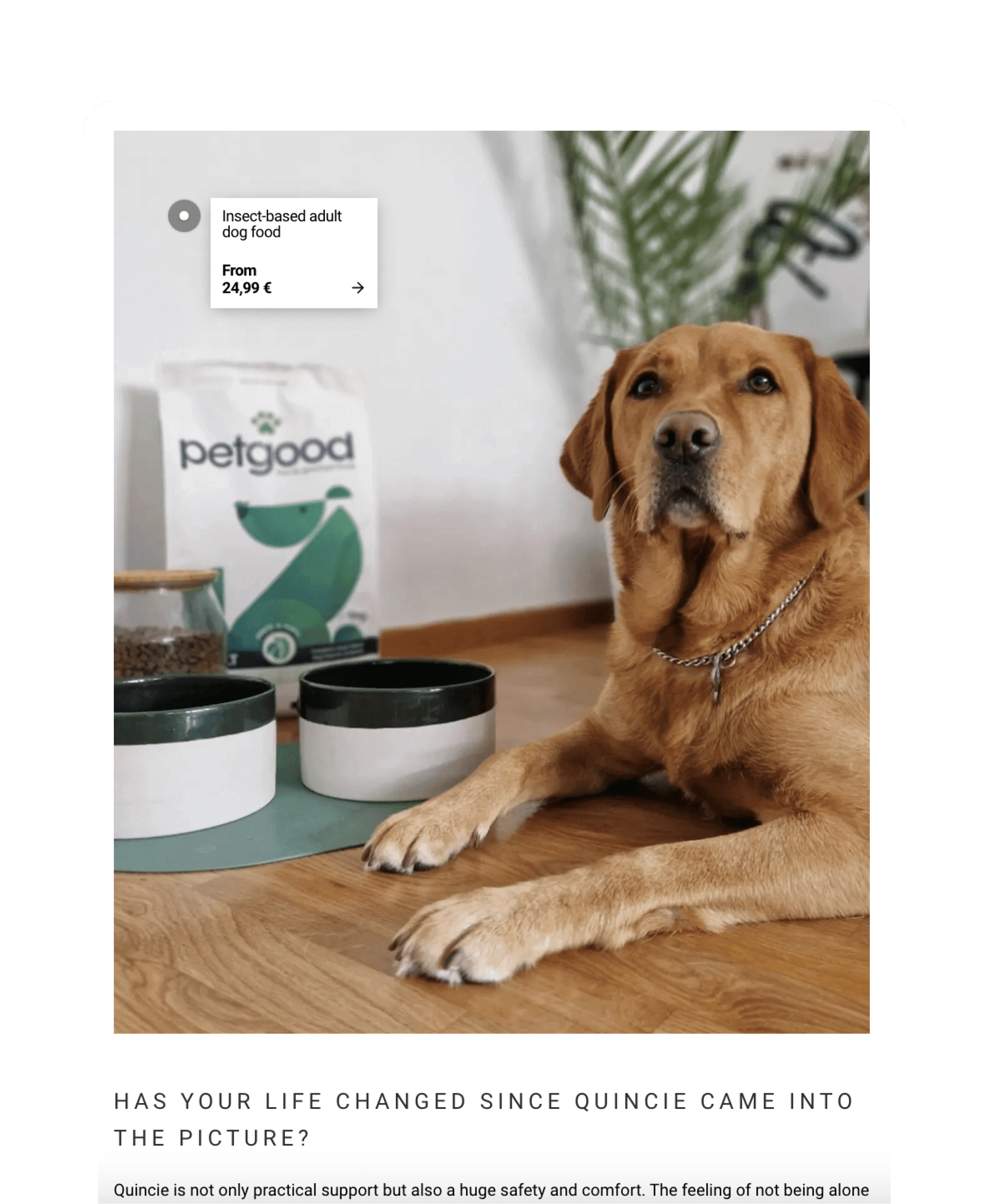a dog with a bowl and dog food